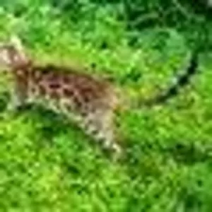 Бенгальские котята-мини леопрдики