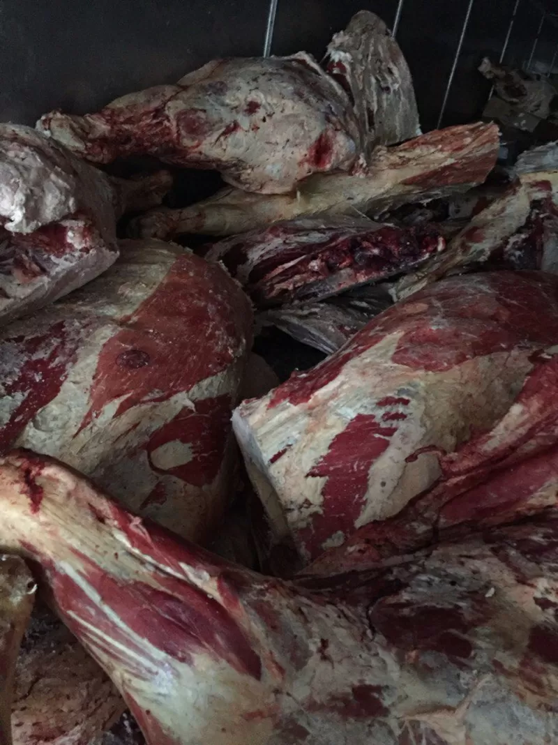 Мясо Говядина,  Свинина,  Баранина оптом из Хакасии от производителя