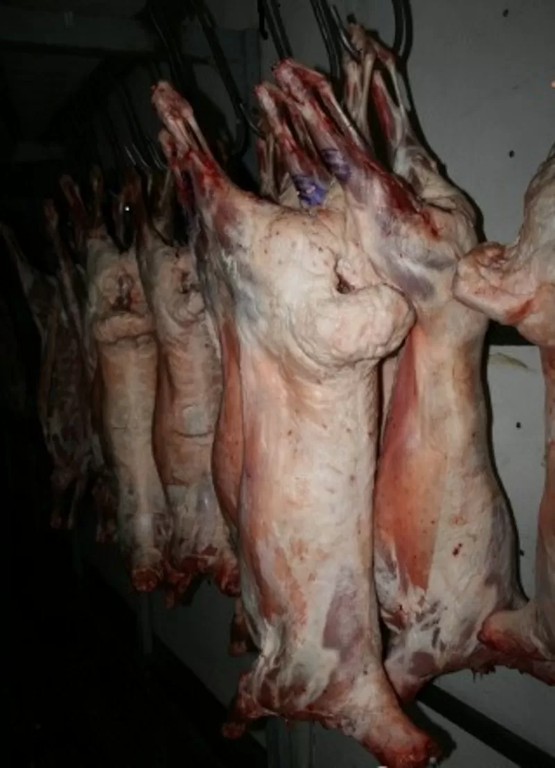 Мясо Говядина,  Свинина,  Баранина оптом из Хакасии от производителя 3
