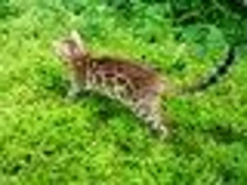 Бенгальские котята-мини леопрдики