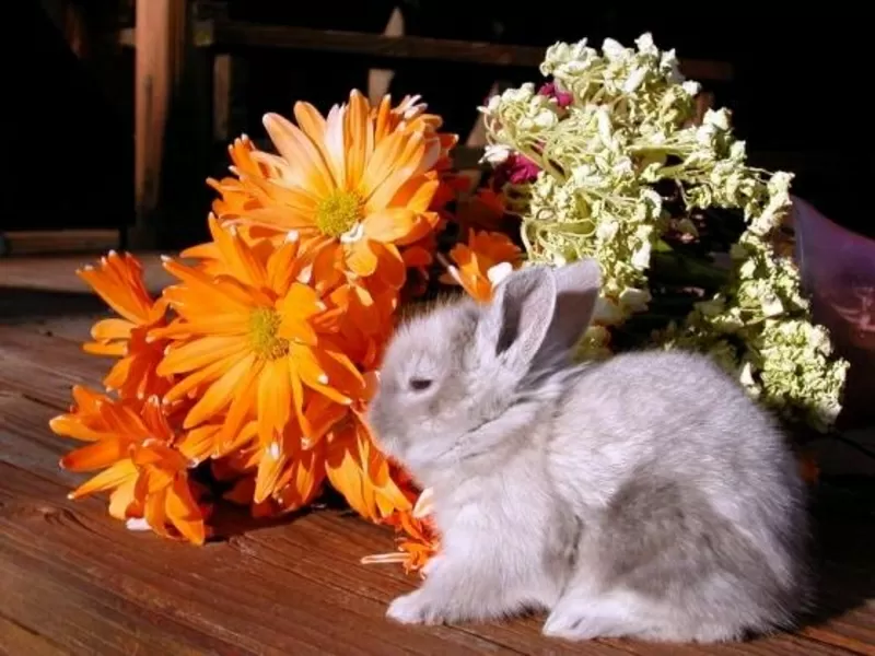 продам декоративных кроликов пепельного окраса,  2мес. максимальный рос